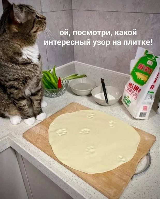 Самые смешные мемы с самыми милыми котами 