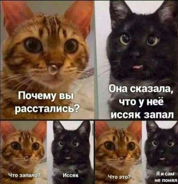 Самые смешные мемы с самыми милыми котами 