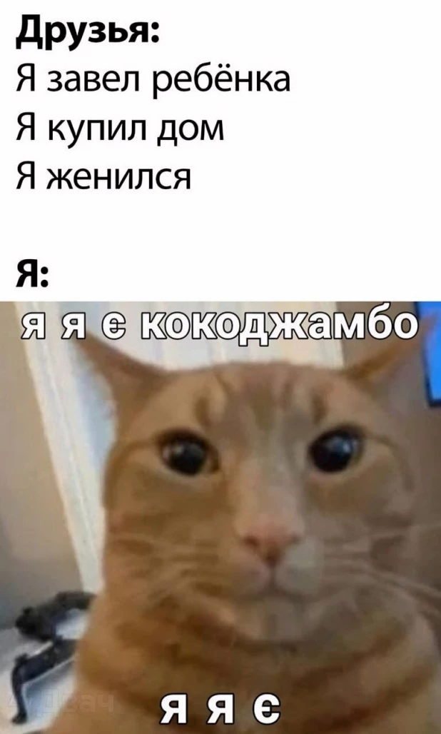 Самые смешные мемы с самыми милыми котами 