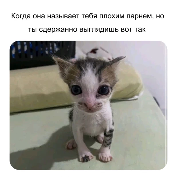 Самые смешные мемы с самыми милыми котами 