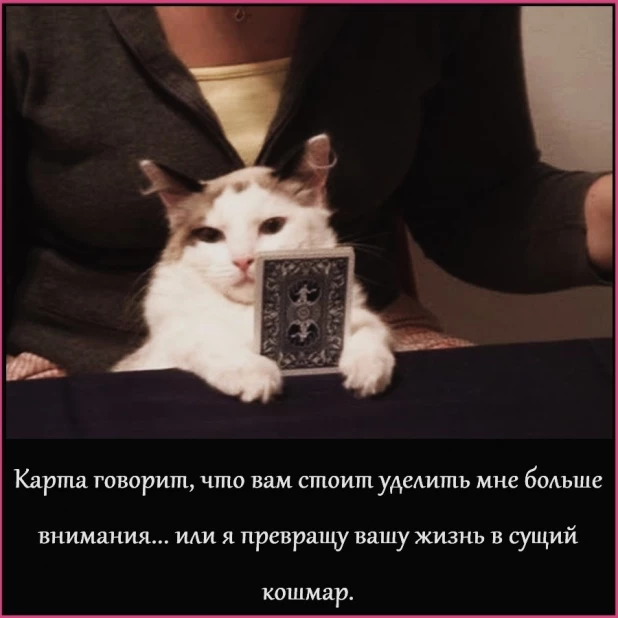 Самые смешные мемы с самыми милыми котами 