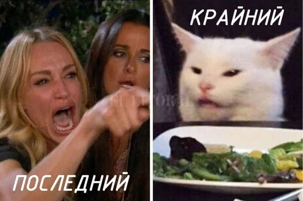 Самые смешные мемы с самыми милыми котами 