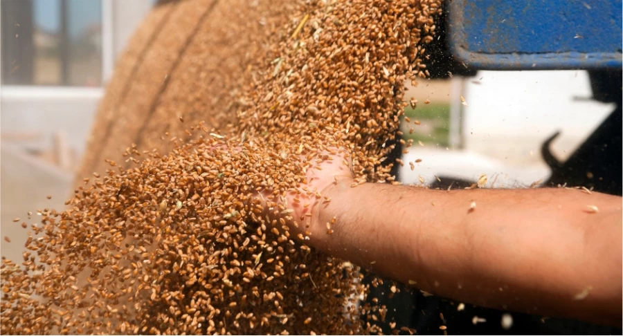 Урожай озимой пшеницы