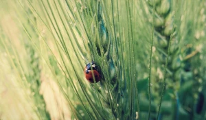 Божья коровка. Трава.
