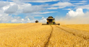 Сельское хозяйство — один из ключевых секторов экономики Алтайского края.