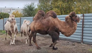 Семью верблюдов в барнаульском зоопарке переселили в новый вольер