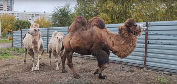 Семью верблюдов в барнаульском зоопарке переселили в новый вольер