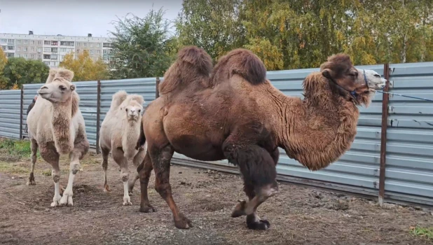 Семью верблюдов в барнаульском зоопарке переселили в новый вольер