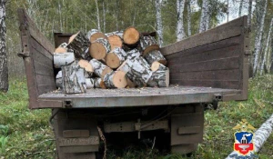 В Алтайском крае задержали «черных лесорубов», срубивших деревьев на 1,3 млн рублей.