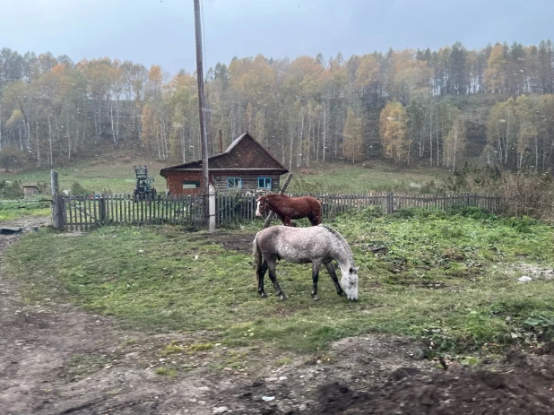 Снег в Солонешенском районе.