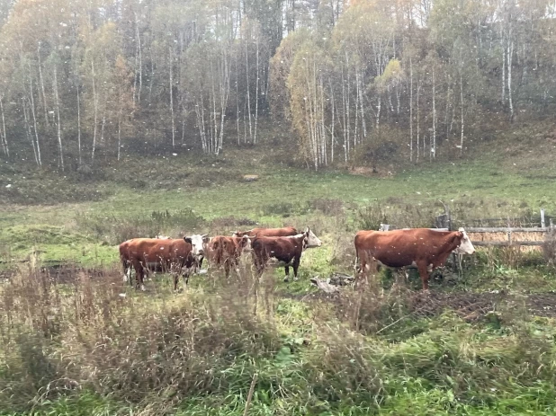 Снег в Солонешенском районе.