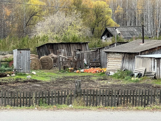 Как Солонешенский район охватила осень.