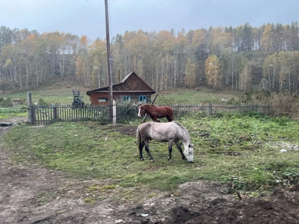 Как Солонешенский район охватила осень.