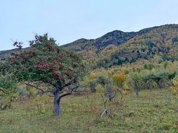 Снимки с фотоловушек. 