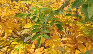 Осень на Алтае.