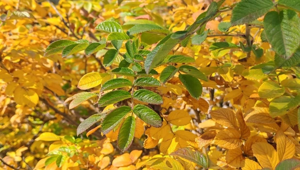 Осень на Алтае.