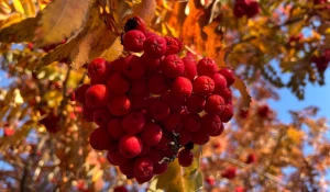 Рябина в Барнауле.