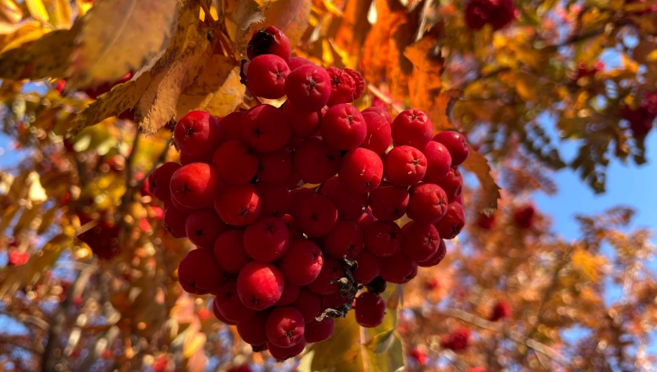 Рябина в Барнауле.