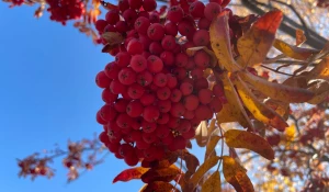 Рябина в Барнауле.