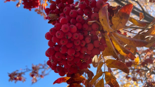 Рябина в Барнауле.