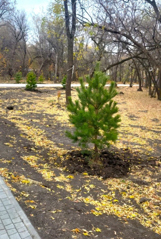 В парке имени Ленина появились новые деревья

