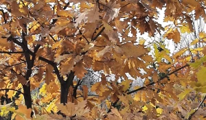 Листья в октябре.