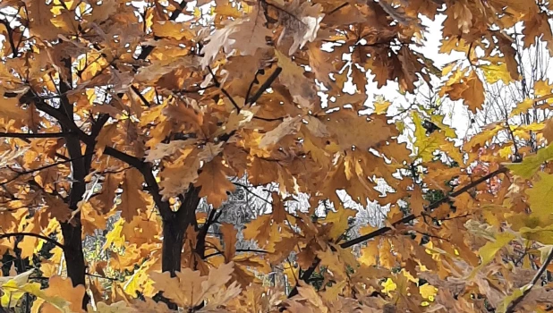 Листья в октябре.