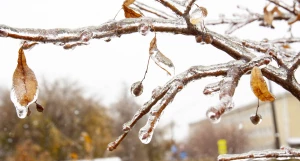 Ледяной дождь в Барнауле, октябрь 2024.