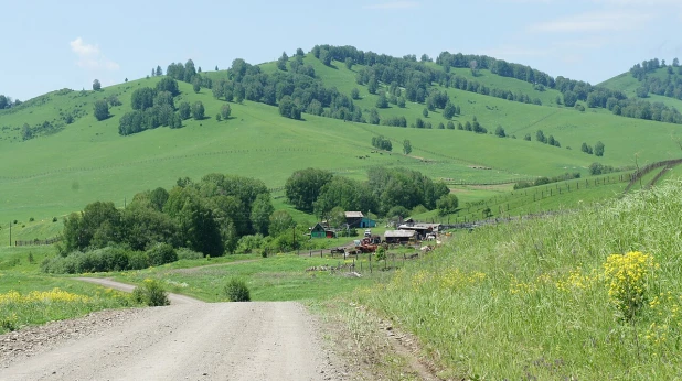 маральник недалеко от Бещелакского хрета.