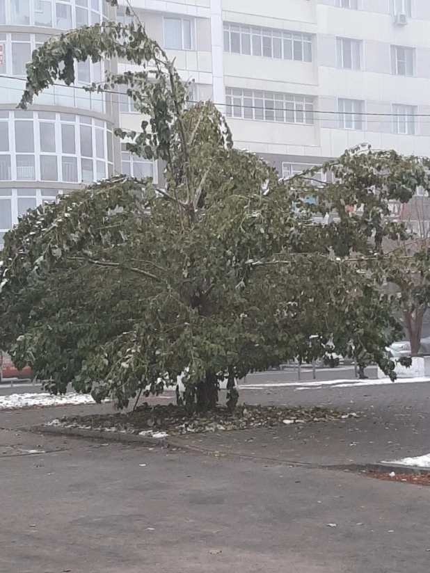 Зеленые листья после холода.