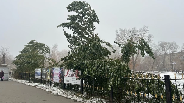 Зеленые листья после холода.