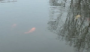 Карпы в Изумрудном.