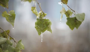 Туманная неделя в Барнауле, 2024.