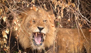 Африканский лев.