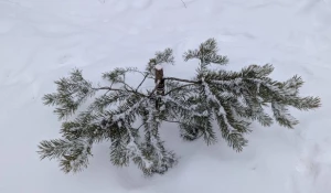 Срубленная сосна в Парке 