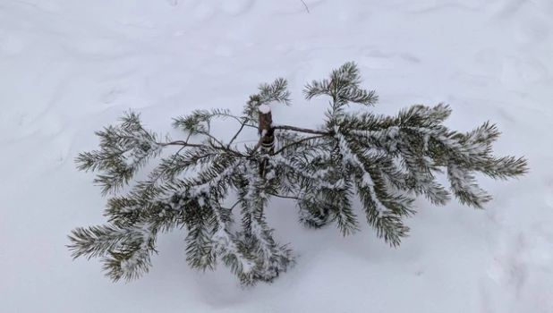 Срубленная сосна в Парке 