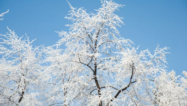 Иней, снег, зима в Барнауле.