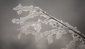 Красивый снег на острове Побочень, Барнаул.