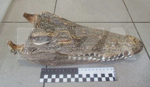 Высушенная голова крокодила. 