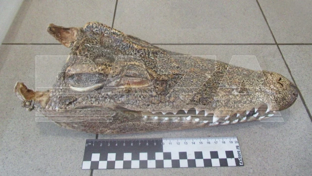 Высушенная голова крокодила. 