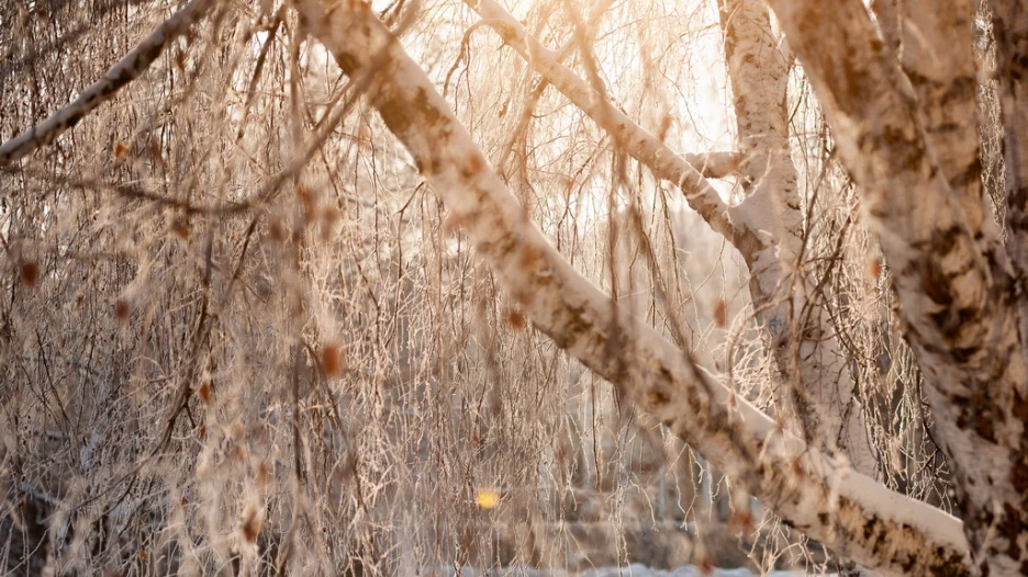 Зима в Барнауле, 24 декабря 2024. 