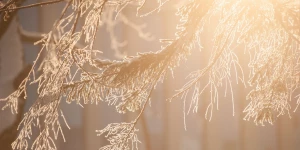 Зима в Барнауле. 