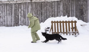Служебные собаки. Отработка нападения
