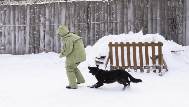 Служебные собаки. Отработка нападения