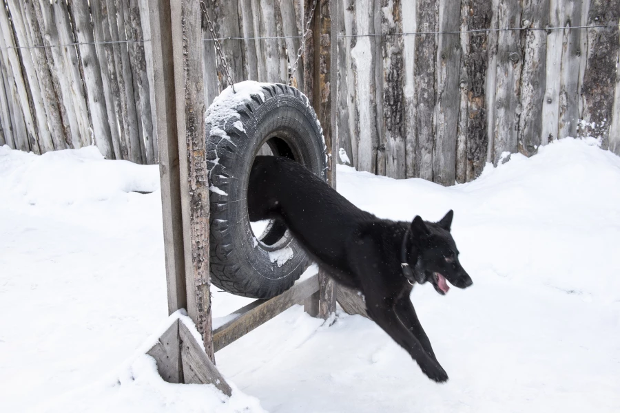Служебные собаки