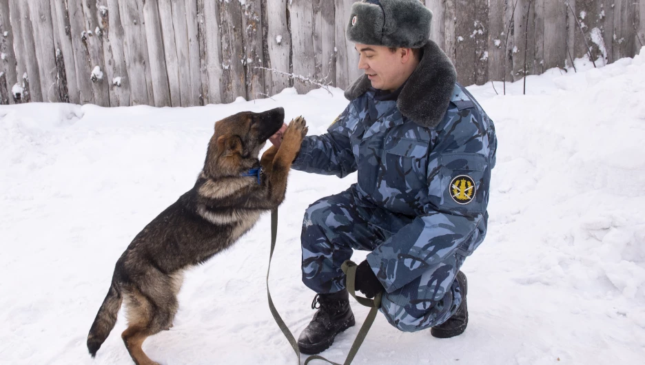 Служебные собаки