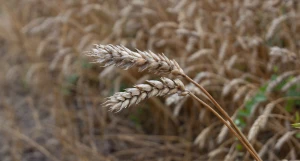 Урожай 2024 года.