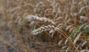 Урожай 2024 года.