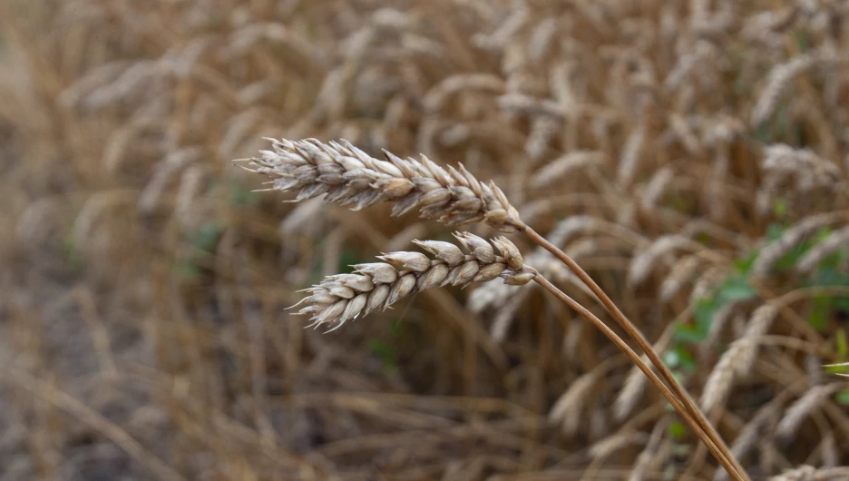 Урожай 2024 года.