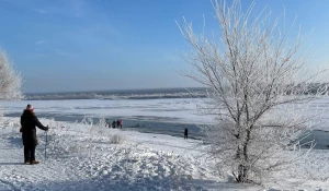 Лебеди зимуют на Бии в Бийске.